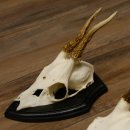 3 Stück Rehgeweihe Rehbocke Reh Bock Geweihe auf Trophäenschildern 22.1256