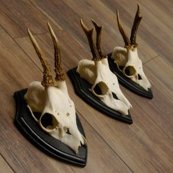 3 Stück Rehgeweihe Rehbocke Reh Bock Geweihe auf Trophäenschildern 22.1256