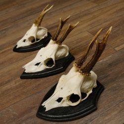 3 Stück Rehgeweihe Rehbocke Reh Bock Geweihe auf Trophäenschildern 22.1256