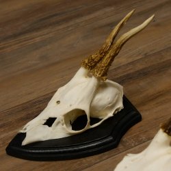 3 Stück Rehgeweihe Rehbocke Reh Bock Geweihe auf Trophäenschildern 22.1256