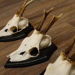 3 Stück Rehgeweihe Rehbocke Reh Bock Geweihe auf Trophäenschildern 22.1256