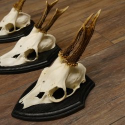 3 Stück Rehgeweihe Rehbocke Reh Bock Geweihe auf Trophäenschildern 22.1256