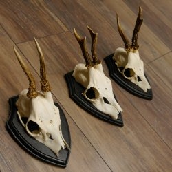 3 Stück Rehgeweihe Rehbocke Reh Bock Geweihe auf Trophäenschildern 22.1256