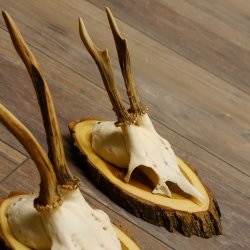 3 Stück Rehgeweihe Rehbocke Reh Bock Geweihe auf Akazien Schildern 22.1265