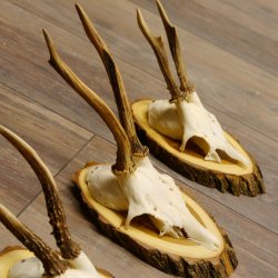 3 Stück Rehgeweihe Rehbocke Reh Bock Geweihe auf Akazien Schildern 22.1265
