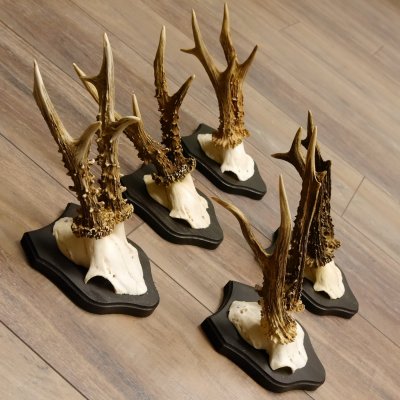 5 pieces of deer antlers, roebuck, roe deer, antlers on trophy boards 22.1266