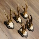 5 pieces of deer antlers, roebuck, roe deer, antlers on trophy boards 22.1266