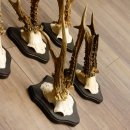 5 pieces of deer antlers, roebuck, roe deer, antlers on trophy boards 22.1266
