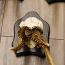 5 pieces of deer antlers, roebuck, roe deer, antlers on trophy boards 22.1266