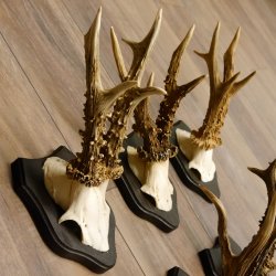 5 Stück Rehgeweihe Rehbocke Reh Bock Geweihe auf Trophäenschildern 22.1266