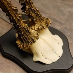 5 pieces of deer antlers, roebuck, roe deer, antlers on trophy boards 22.1266