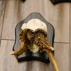 5 pieces of deer antlers, roebuck, roe deer, antlers on trophy boards 22.1266