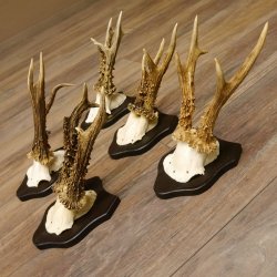 5 pieces of deer antlers, roebuck, roe deer, antlers on trophy boards 22.1266