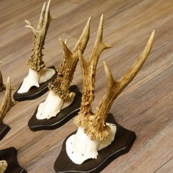 5 pieces of deer antlers, roebuck, roe deer, antlers on trophy boards 22.1266