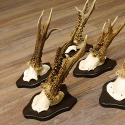 5 pieces of deer antlers, roebuck, roe deer, antlers on trophy boards 22.1266