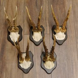 5 pieces of deer antlers, roebuck, roe deer, antlers on trophy boards 22.1266