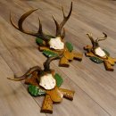 3 Stück Rehgeweihe Rehbocke Reh Bock Kuriositäten Geweihe auf geschnitzten Trophäenschildern 22.1267