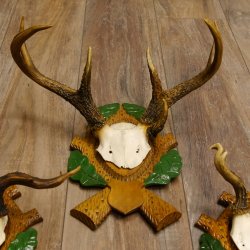 3 Stück Rehgeweihe Rehbocke Reh Bock Kuriositäten Geweihe auf geschnitzten Trophäenschildern 22.1267