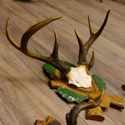3 Stück Rehgeweihe Rehbocke Reh Bock Kuriositäten Geweihe auf geschnitzten Trophäenschildern 22.1267