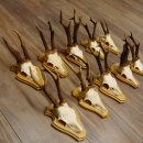 19 deer antlers for wall decoration