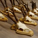 19 deer antlers for wall decoration