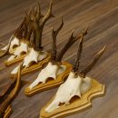 19 deer antlers for wall decoration