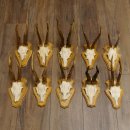 19 deer antlers for wall decoration
