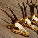 19 deer antlers for wall decoration