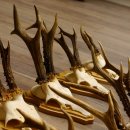 19 deer antlers for wall decoration
