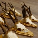 19 deer antlers for wall decoration