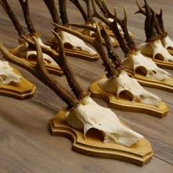 19 deer antlers for wall decoration