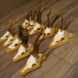 19 deer antlers for wall decoration