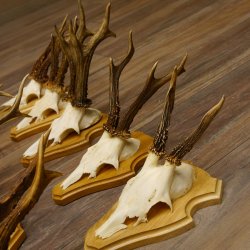 19 deer antlers for wall decoration