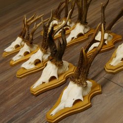 19 deer antlers for wall decoration