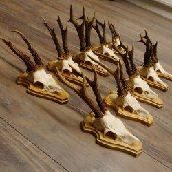 19 deer antlers for wall decoration