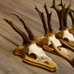 19 deer antlers for wall decoration