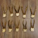 10 Stück Rehgeweihe stärkere Reh Bock Geweihe Geweih 12.140