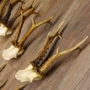 10 Stück Rehgeweihe stärkere Reh Bock Geweihe Geweih 12.140