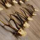 10 Stück Rehgeweihe stärkere Reh Bock Geweihe Geweih 12.140