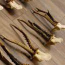 10 Stück Rehgeweihe stärkere Reh Bock Geweihe Geweih 12.140