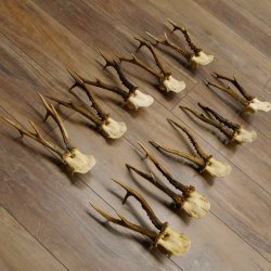 10 Stück Rehgeweihe stärkere Reh Bock Geweihe Geweih 12.140