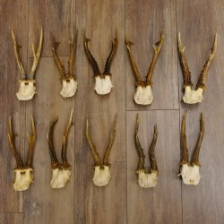10 Stück Rehgeweihe stärkere Reh Bock Geweihe Geweih 12.140