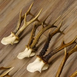 10 Stück Rehgeweihe stärkere Reh Bock Geweihe Geweih 12.140
