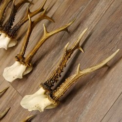 10 Stück Rehgeweihe stärkere Reh Bock Geweihe Geweih 12.140
