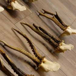 10 Stück Rehgeweihe stärkere Reh Bock Geweihe Geweih 12.140