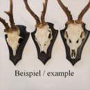 1 stuk hert trofeeplaat AF 21 x 13 cm puntig groot in donker eiken met 1 kaakvak