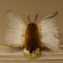 Wolpertinger Wolpi groß Bisam Präparat grüne Augen mit Flügel Geweih Stock Laterne Höhe 38 cm Fabelwesen Gaudi Geschenk 86.14.6