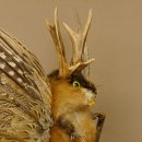 Wolpertinger Wolpi groß Bisam Präparat grüne Augen mit Flügel Geweih Stock Laterne Höhe 38 cm Fabelwesen Gaudi Geschenk 86.14.6