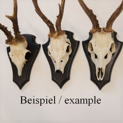 1 Stück Reh Trophäenschild AF 21 x 13 cm Spitz groß in Eiche dunkel mit 1 Kieferfach mit 1 Stück Gehörnklammer