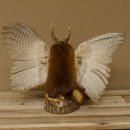 Wolpertinger Wolpi groß Bisam Präparat gelbe Augen mit Flügel Geweih Stock Laterne Höhe 36 cm Fabelwesen Gaudi Geschenk 86.14.10